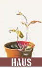 HAUS